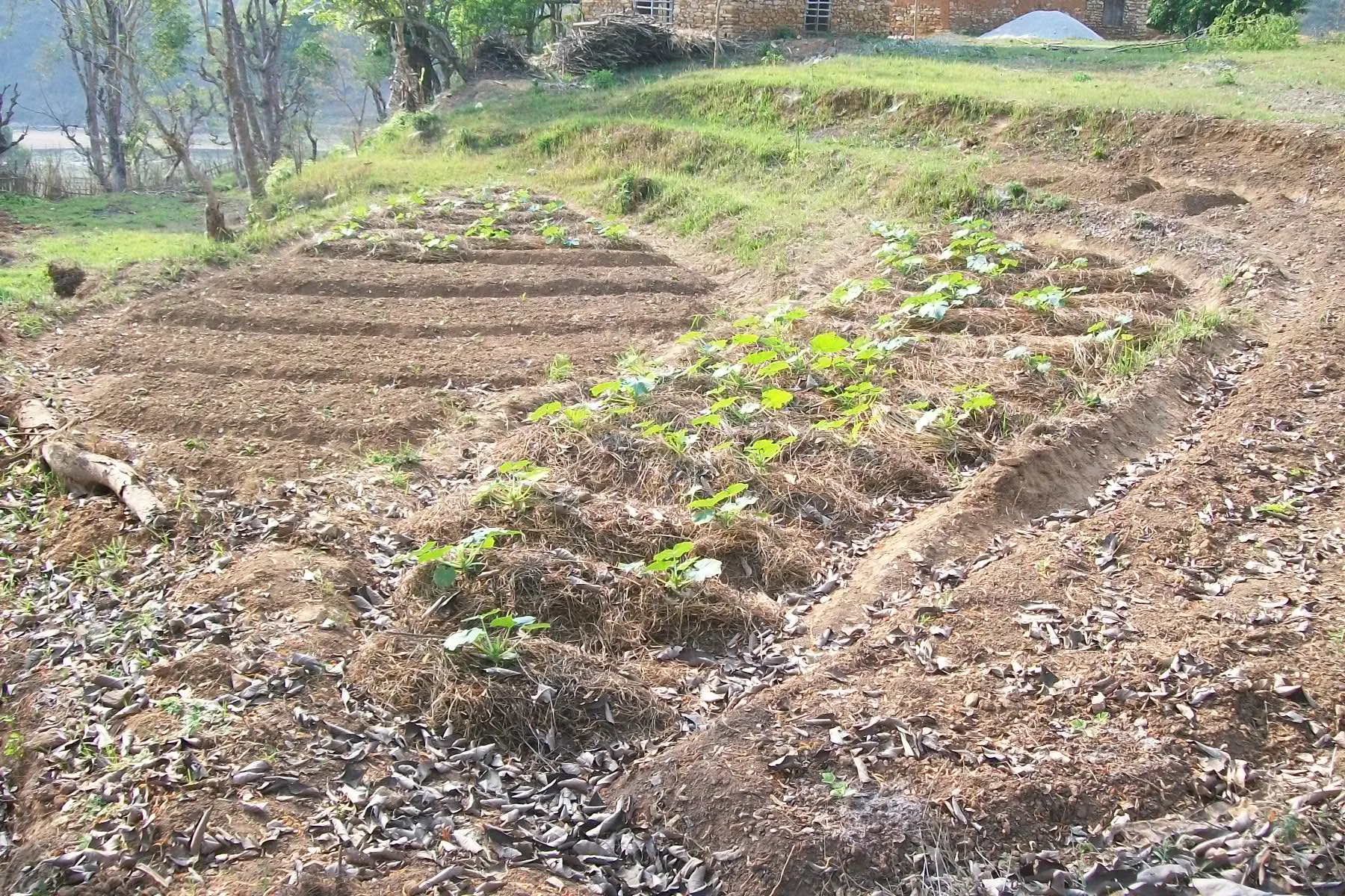 SADP Nepal work