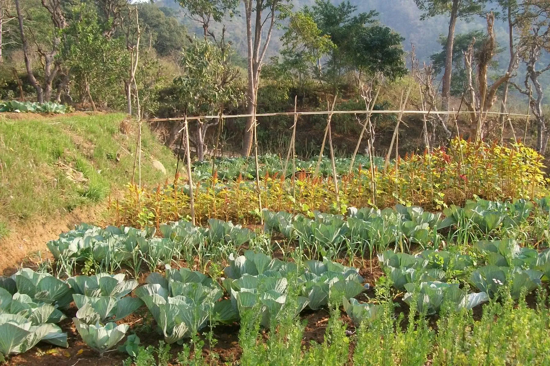 SADP Nepal photo 33