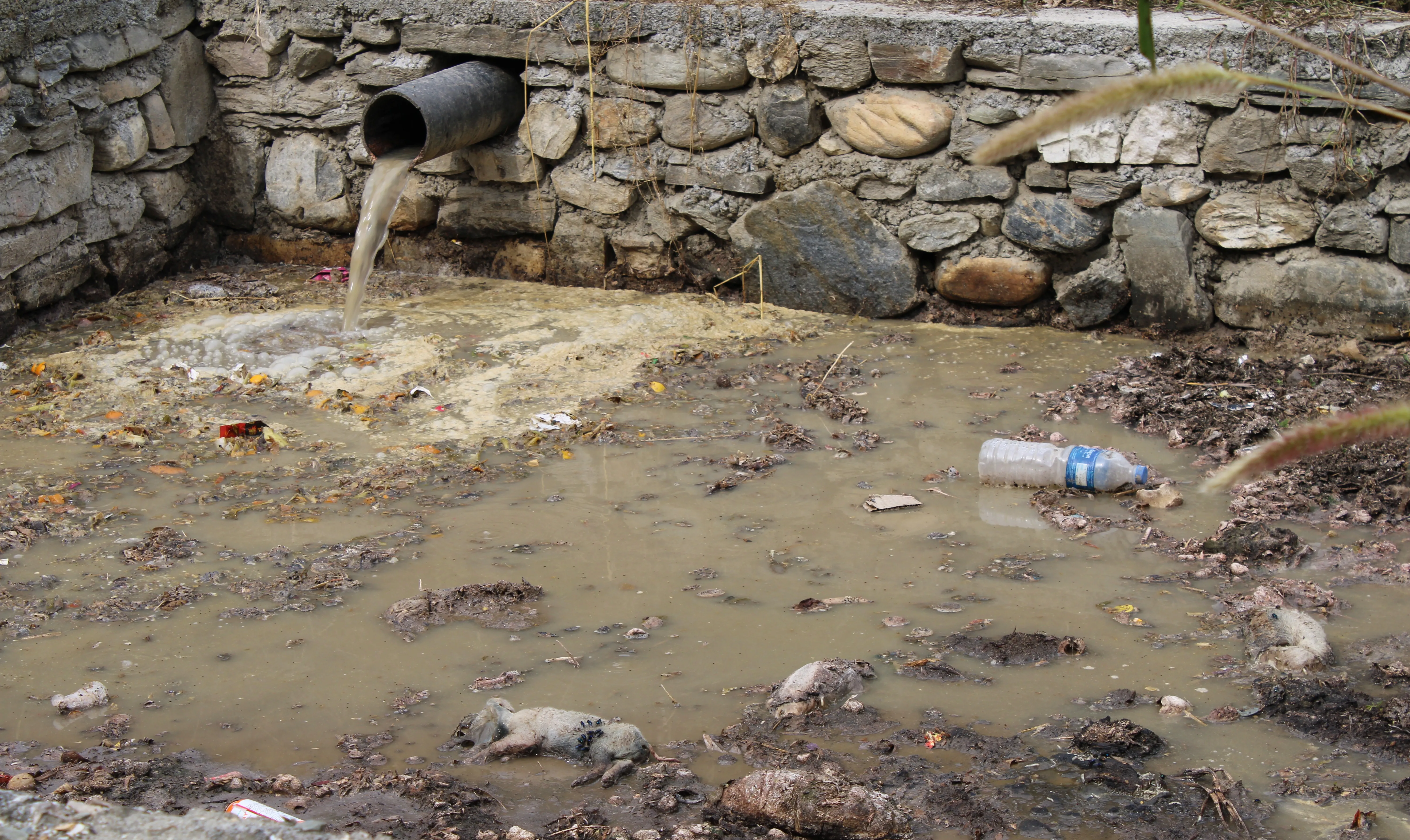 SADP Nepal photo 4